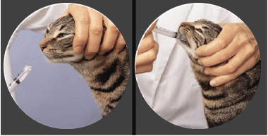 Administering medication to your cat
