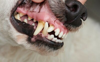 What types of bones (if any) should I feed my dog?