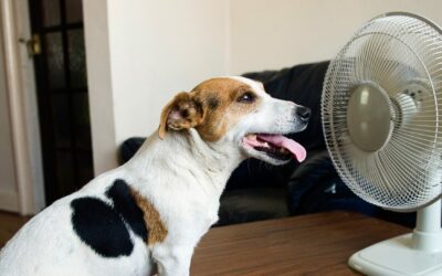 Heat dangers for companion animals
