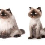 Two Himalayan cats with dark facial masks sitting against a white background.