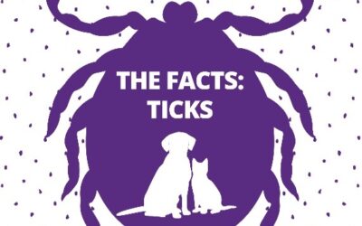 Ticks and Fleas – Prevention for Pets