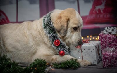 Christmas Dangers and How to Keep Your Pets Safe