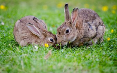 Rabbit Care