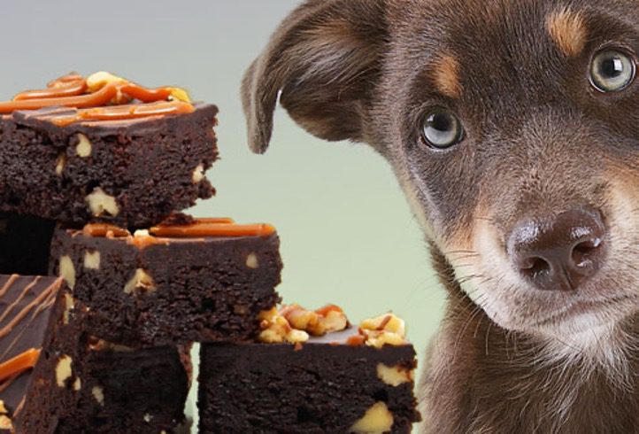 Chocolate is toxic to dogs and cats