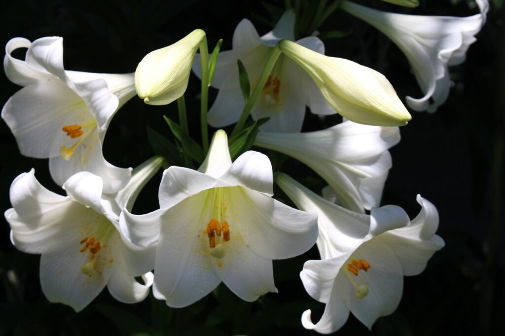 Lilies, a common household plant that is highly toxic to cats.