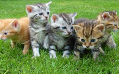 Common Feline Diseases & Vaccinations