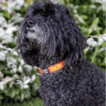Black curly-haired small dog wearing a collar with the name 'Dion' with a background of white flowers.