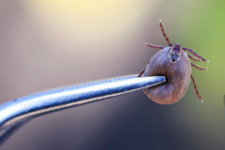 Paralysis Tick Treatment & Emergency Care