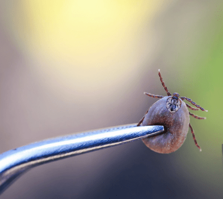 paralysis tick CLOSE-UP IMAGE