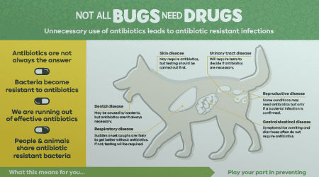 Antimicrobial Resistance, Antibiotic Resistance
