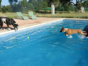 Swim safety for pets