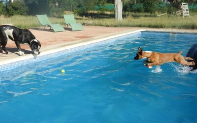 Pool and Swimming Safety for Pets