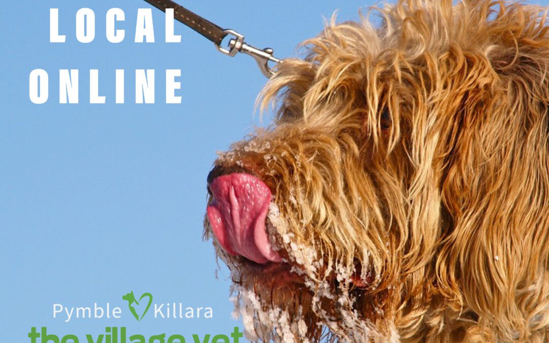 The Village Vet Launches Online Pet Shop