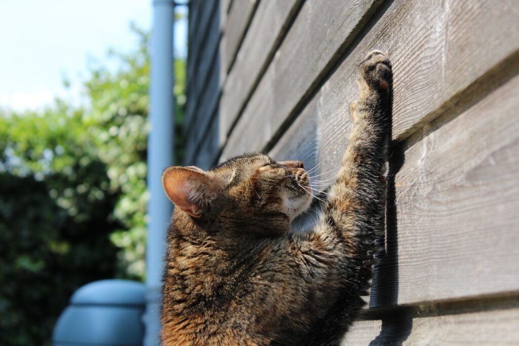 Cat scratching is a natural behaviour that serves a few different cat needs.