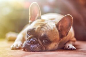 Oncology and chemotherapy for pets