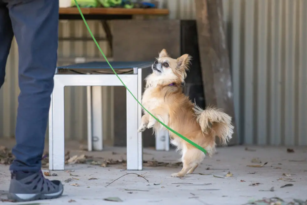 Dog doing nose detection work
