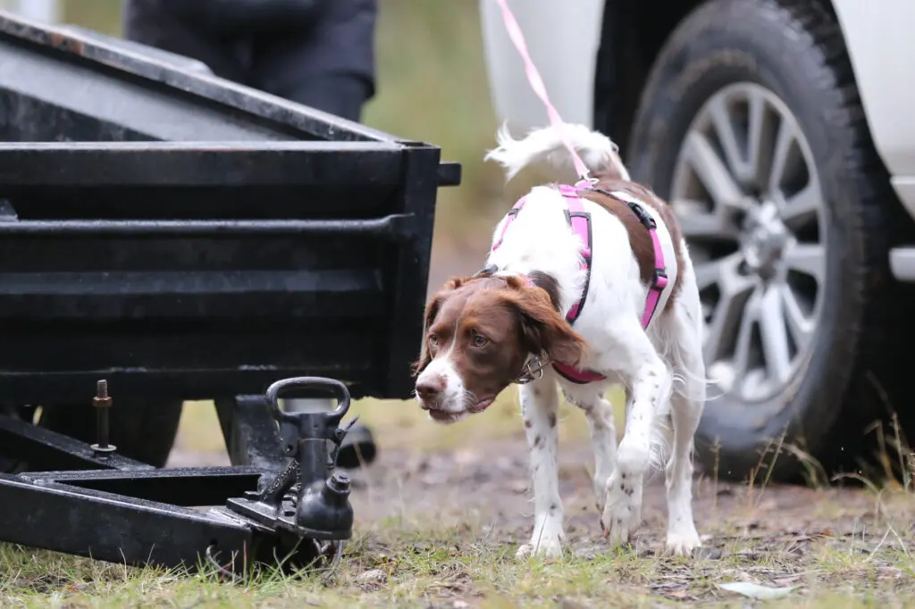 Dog doing nose detection work