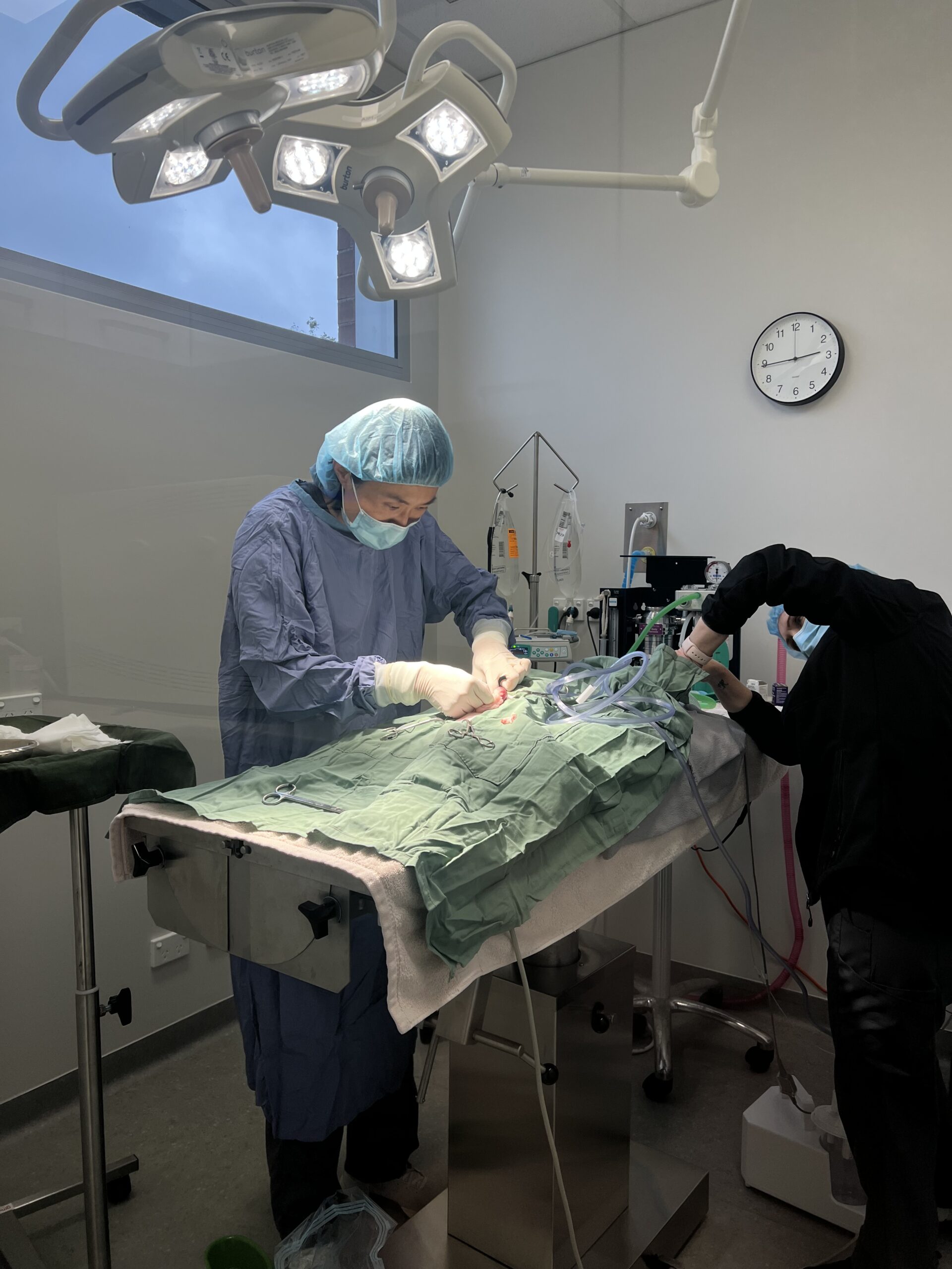 Orthopaedic Surgery for Dogs & Cats