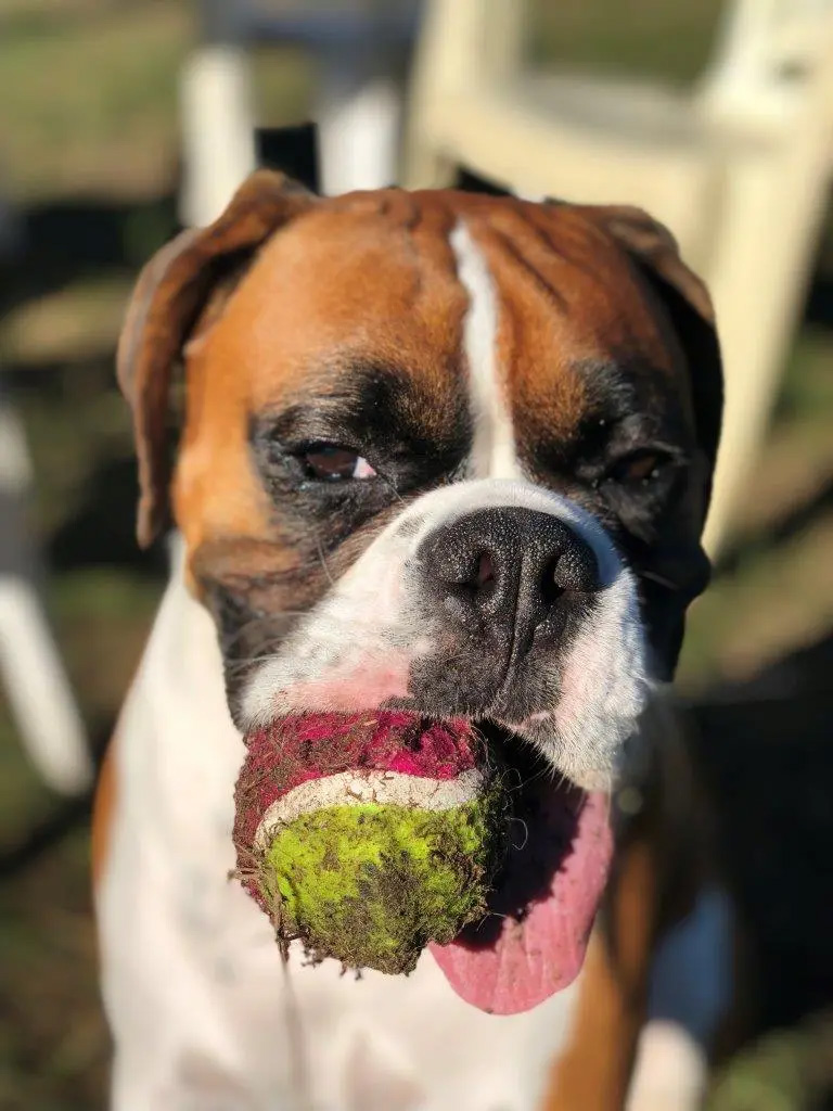 Meet Ntombi the Boxer who we saved at the village vet through dental health care