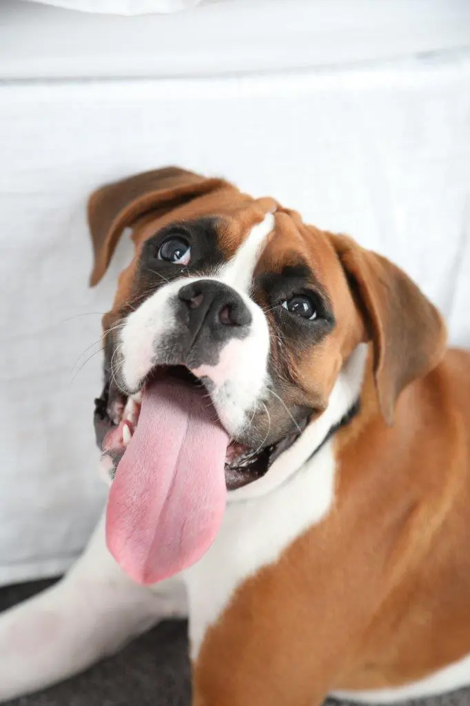 Boxer dog with tongue out