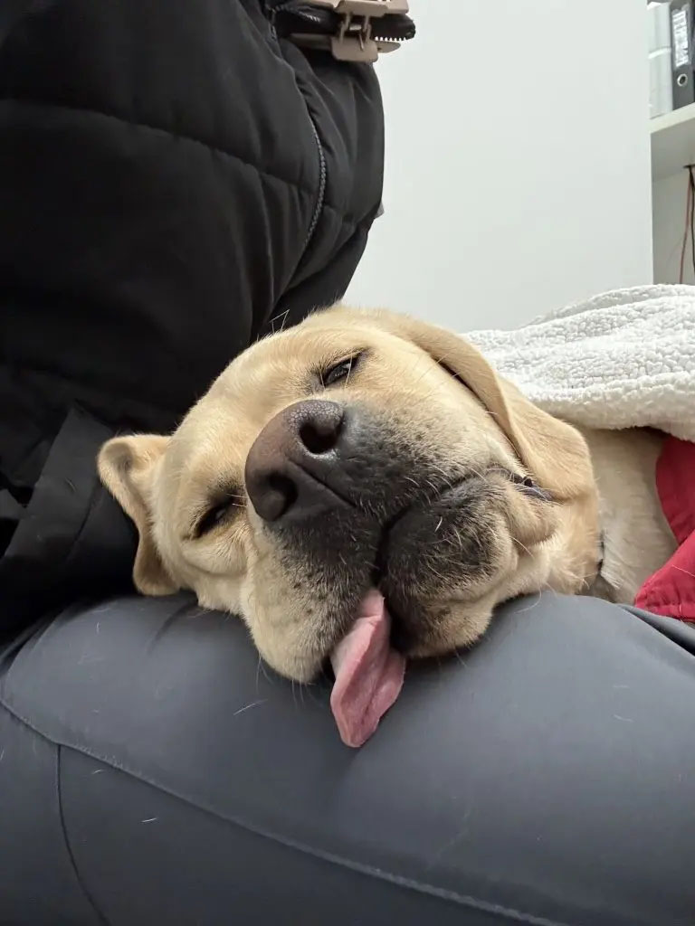 Cute golden lab sleeping on operating table