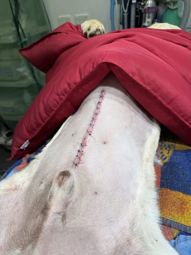 Stitched up tummy of dog after surgery