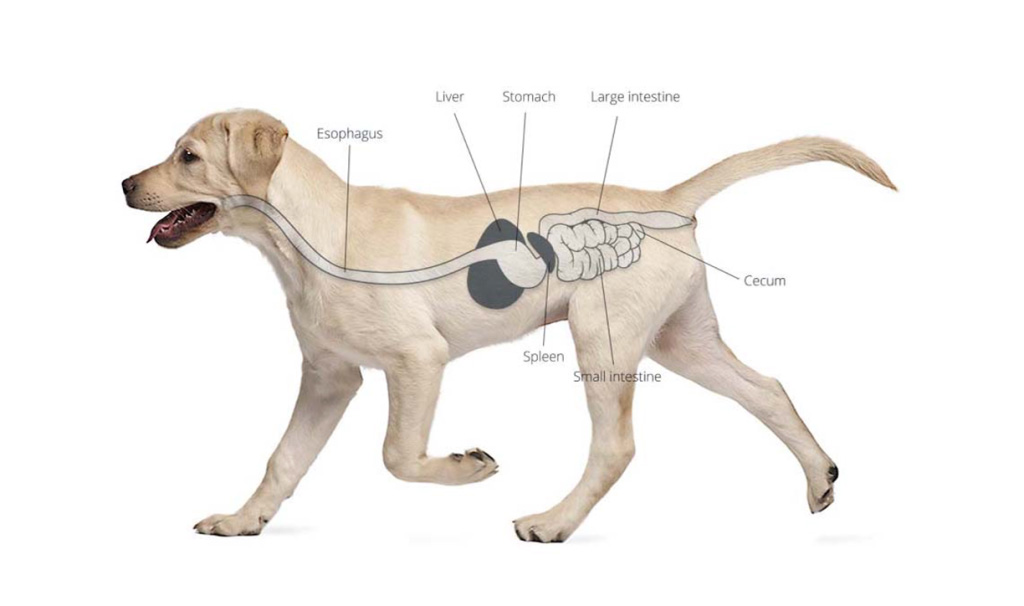 Diagram showing the digestive system of a dog