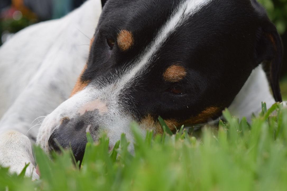 Close-up of a resting senior dog.