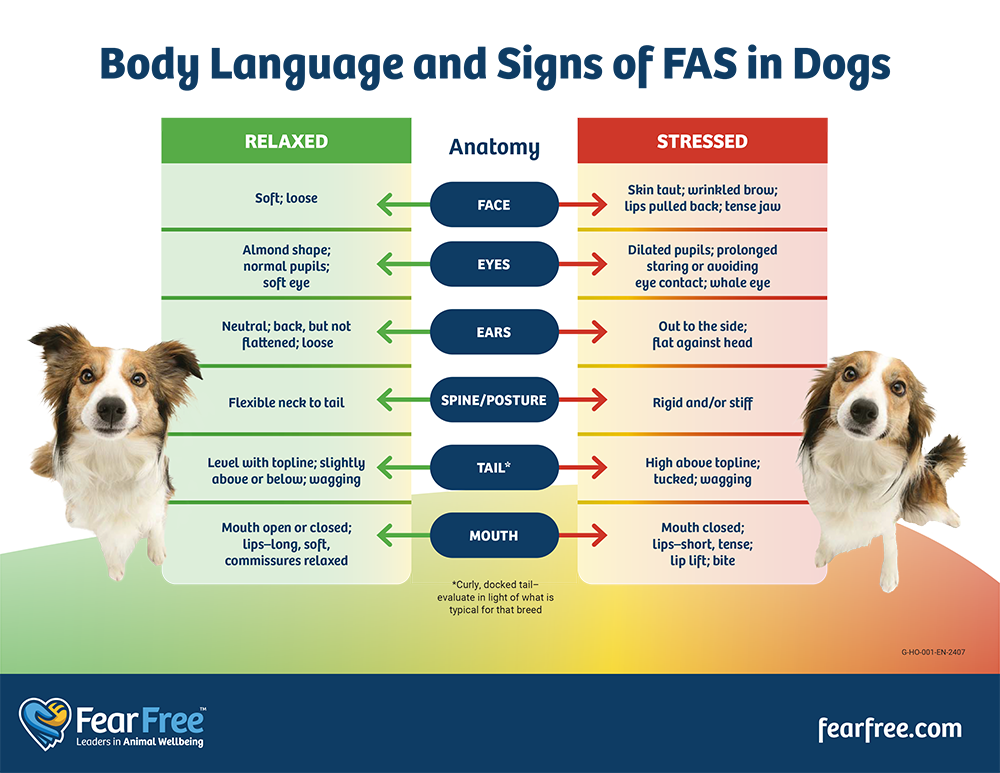 Comparison of relaxed vs stressed dog body language showing changes in eyes, ears, tail, posture, and facial expression.