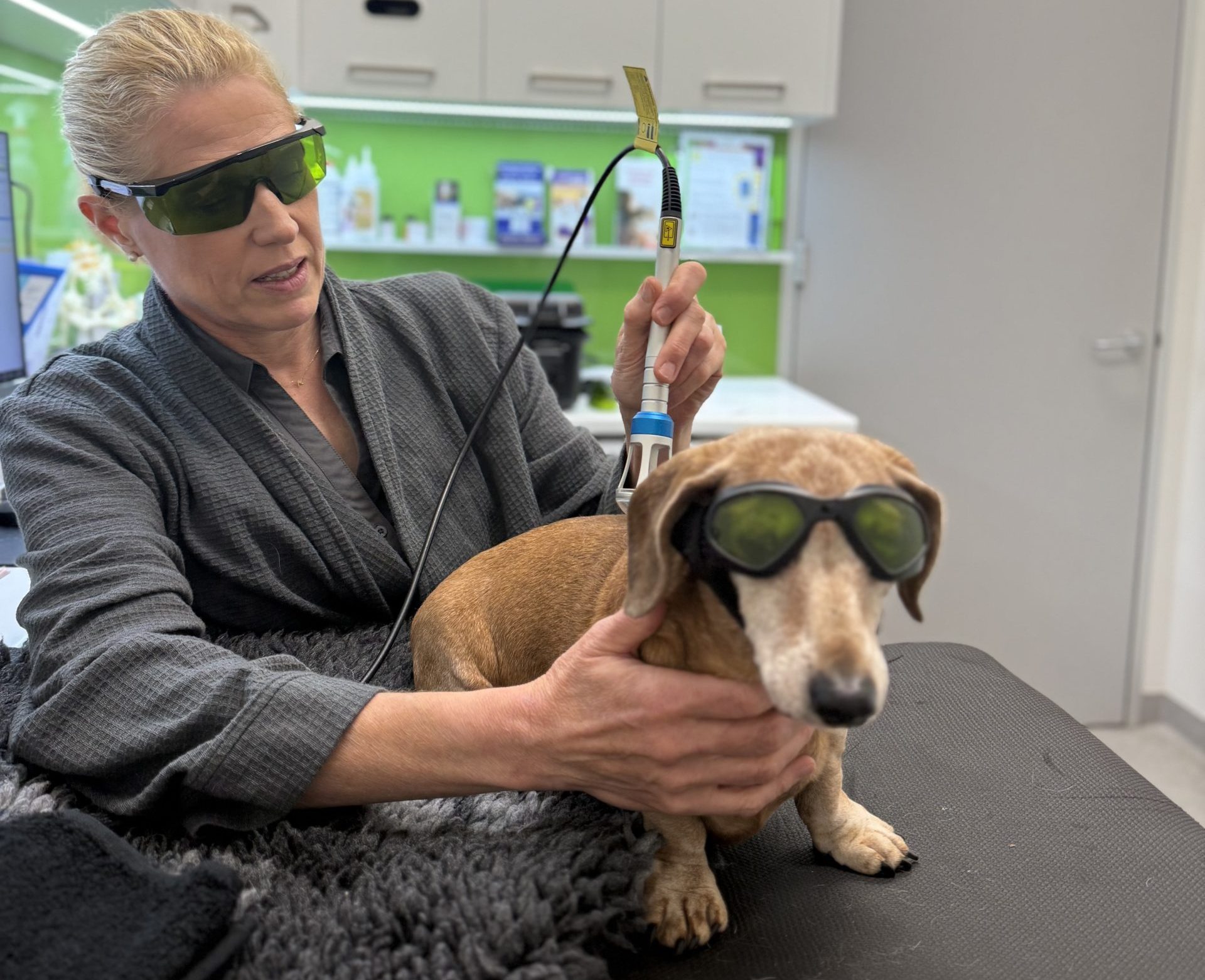 Dog wearing goggles at veterinary clinic while receiving laser therapy.
