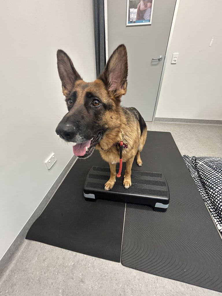 Cute dog getting physio at the Village Vet in Killara