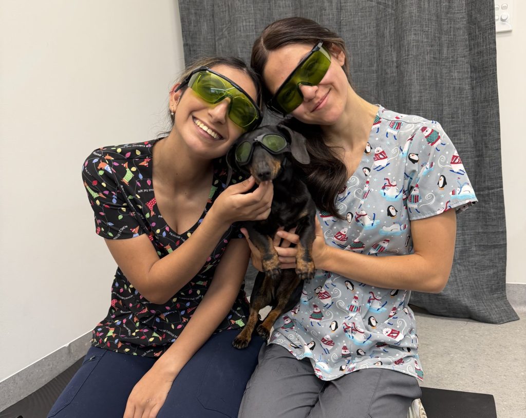 Two vet nurses with a small dog after a laser therapy session.