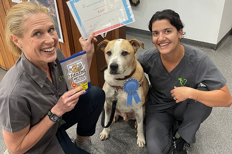 Vets with dog at The Village Vet after finishing Chemotherapy