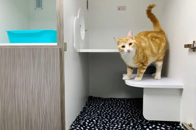 Cat Boarding North Shore