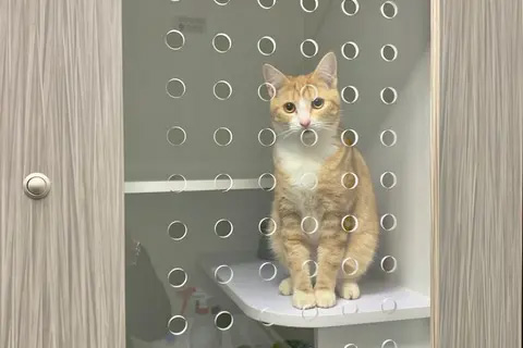 Ginger Cat in cat boarding facility at The Village Vet