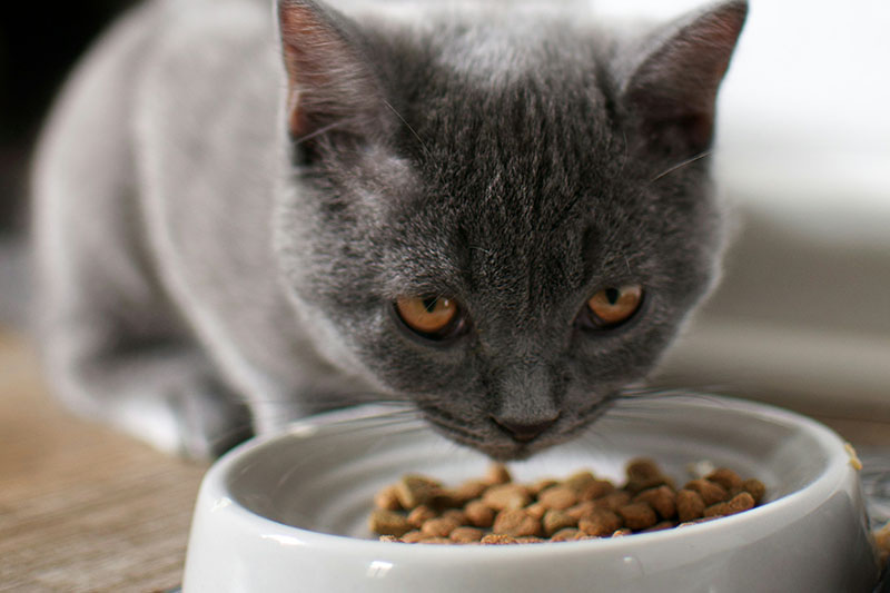 Heartworm & Intestinal Worm Treatment