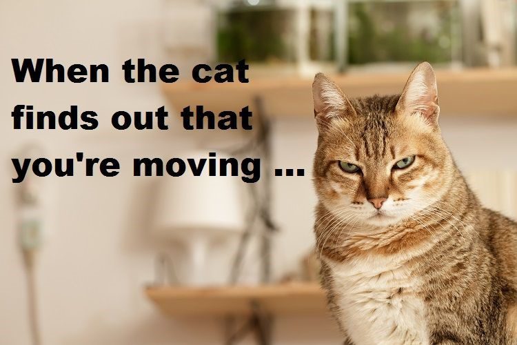 Picture of cat saying 'when the cat finds out you're moving'