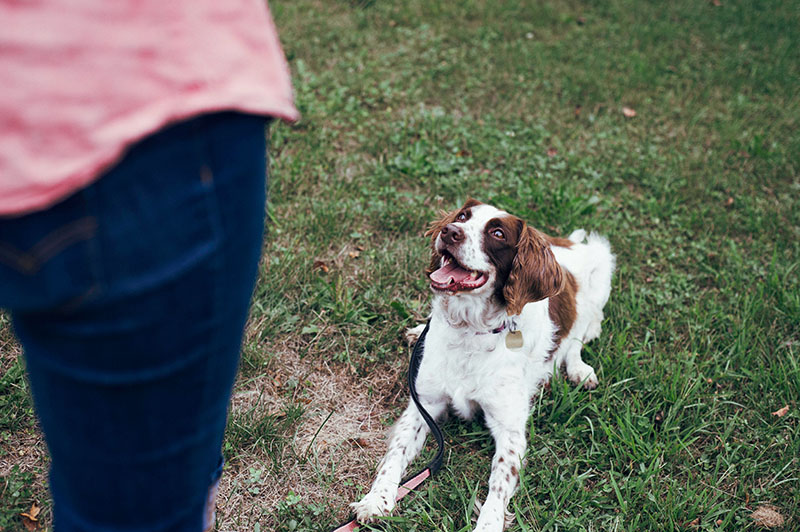 Puppy School & Dog Training North Shore