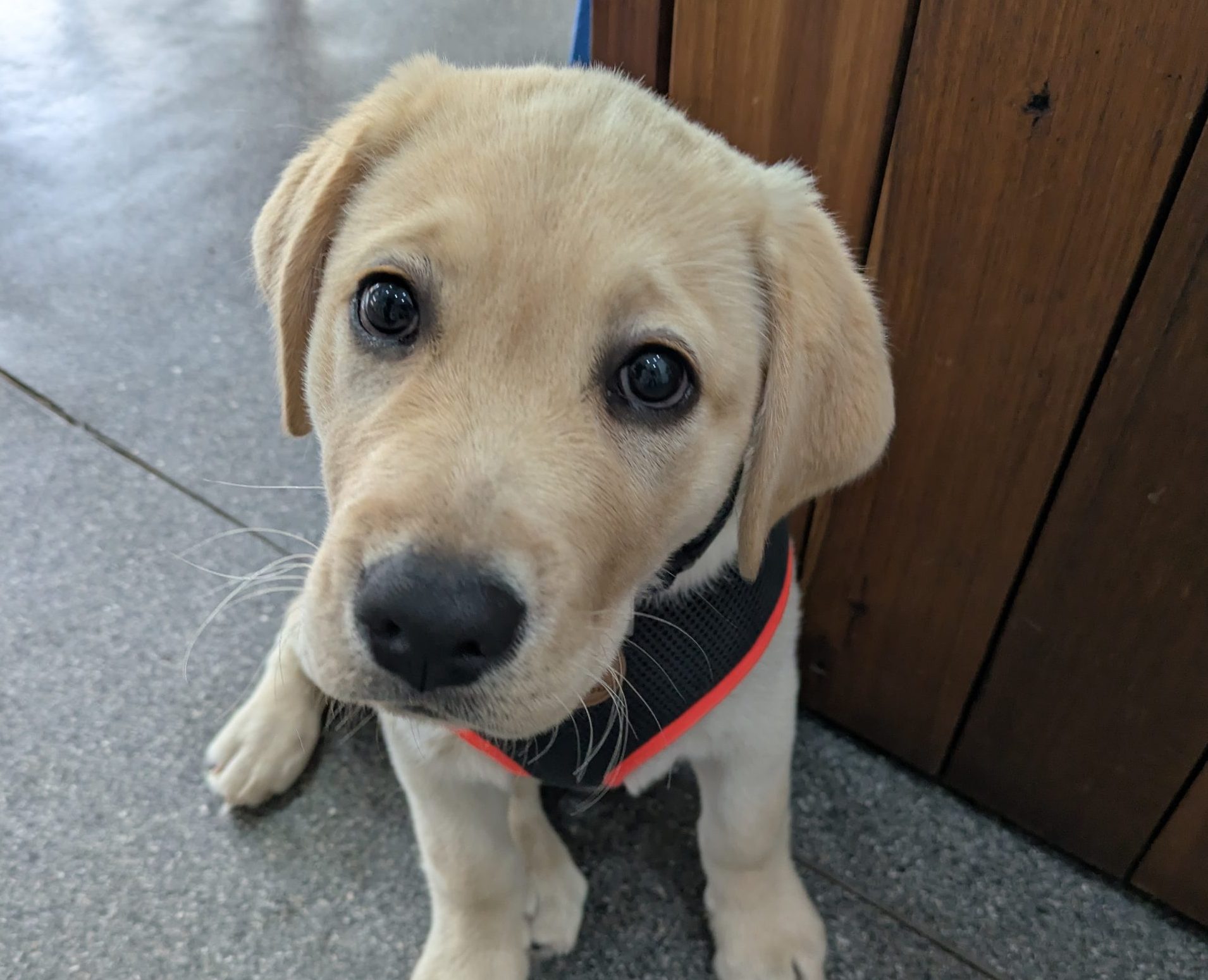 George, a Labrador puppy visiting The Village Vet for a puppy health consultation.