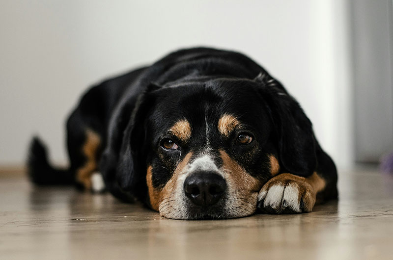 Pain Management for Pets