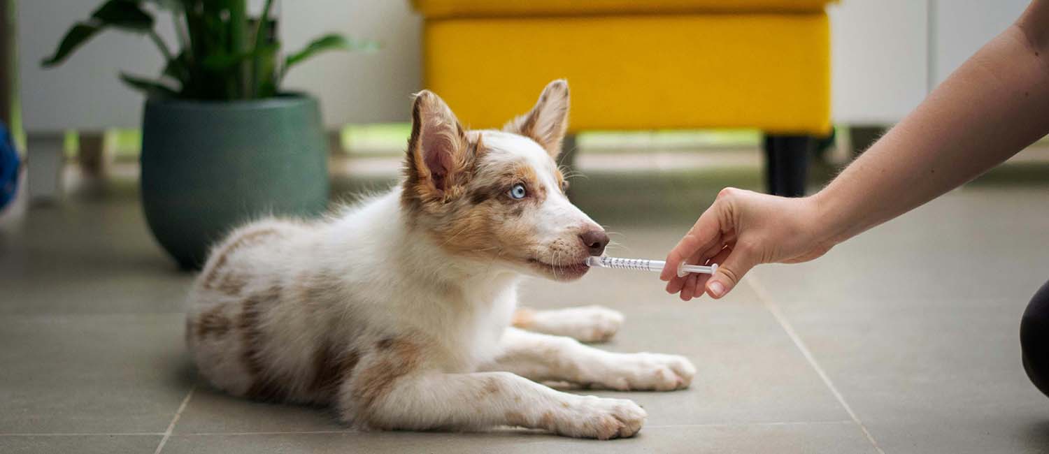 pet-vaccinations Dog getting oral vaccination