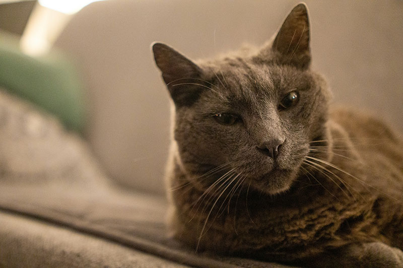 senior-pets-cat Old Grey cat lying on couch