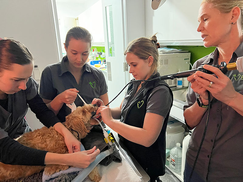 Pet Endoscopy, Rhinoscopy & Bronchoscopy