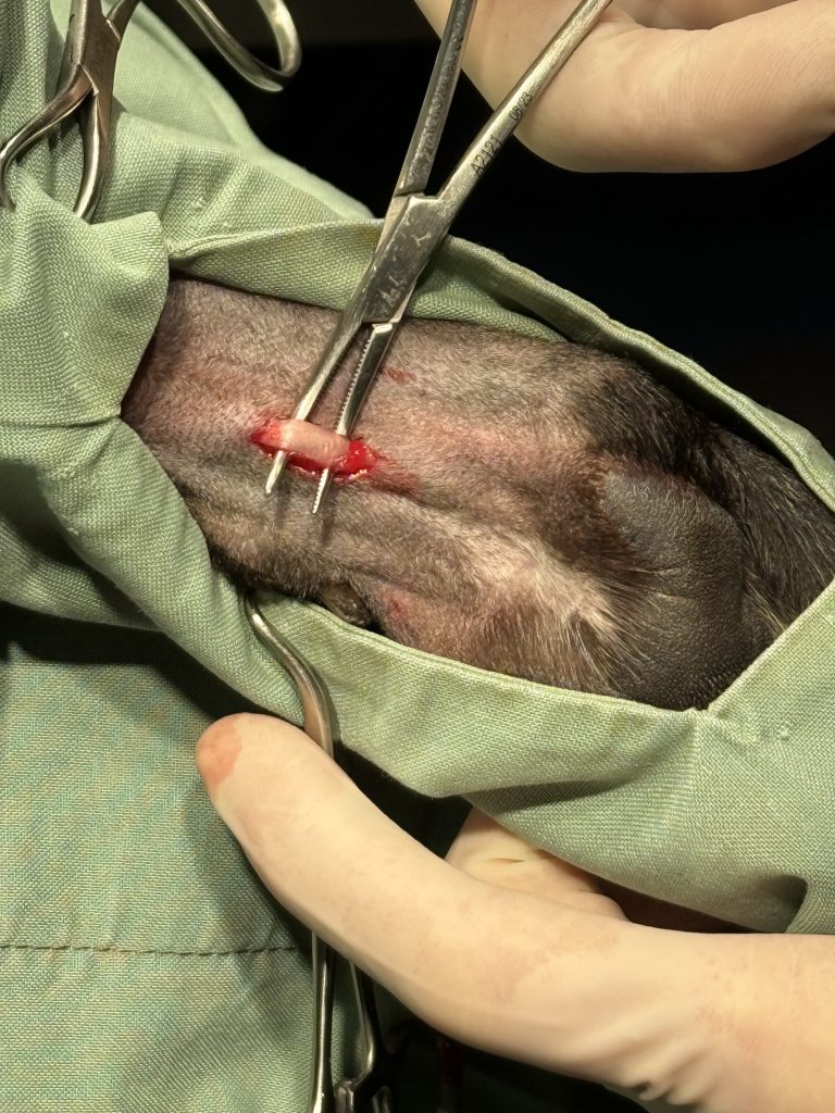 Superficial digital flexor tenotomy being performed on a greyhound toe to treat a paw pad corn