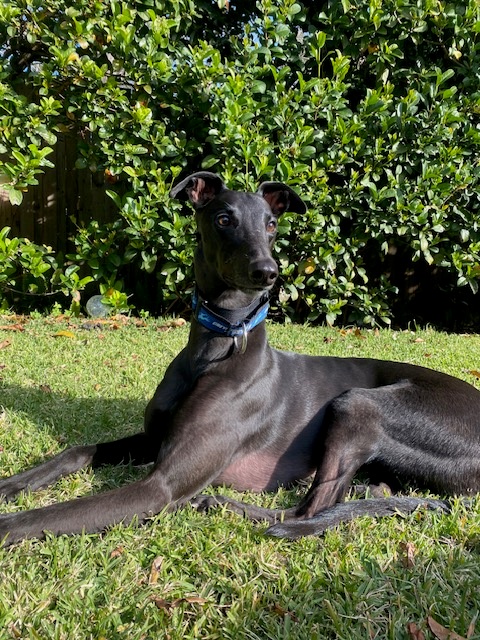 Peewee, a black greyhound relaxing outdoors after treatment for paw pad corns
