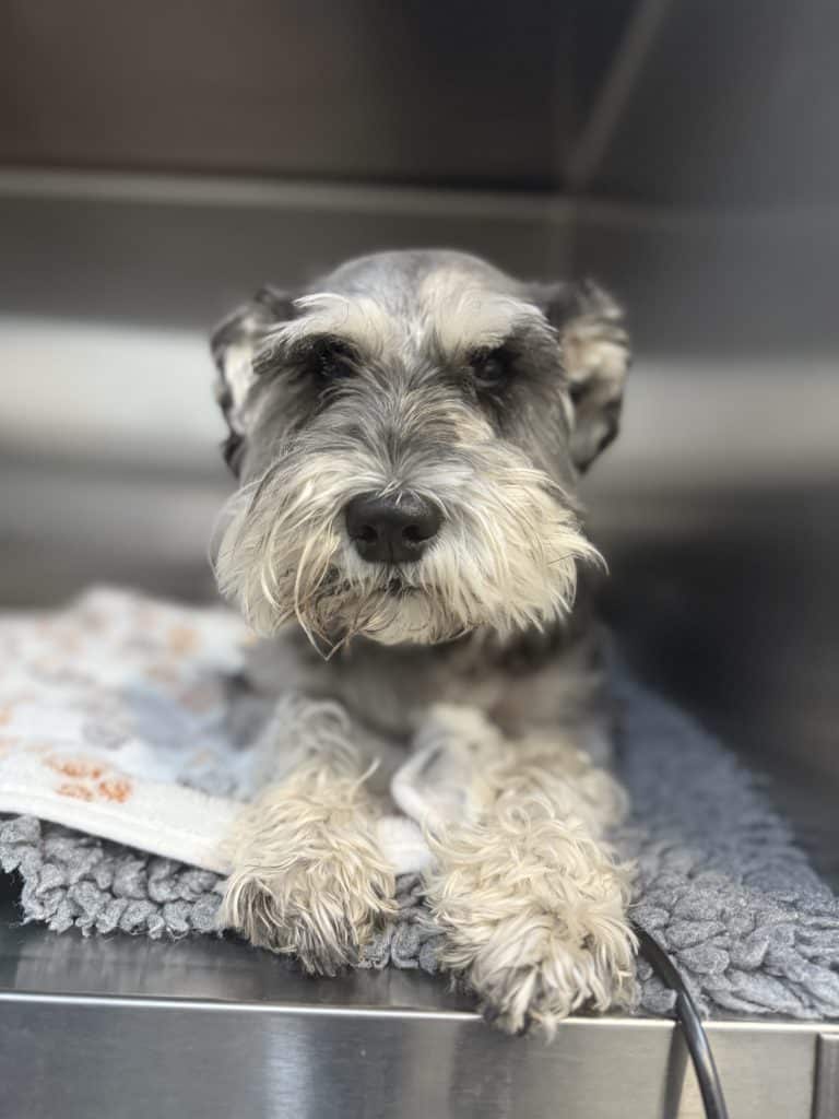 dog-bloody-diarrhoea-vet-exam