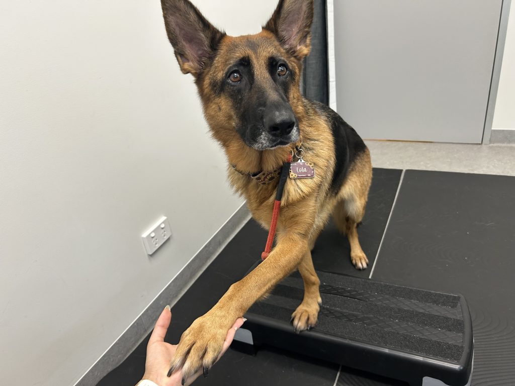 Cute dog getting physio at the village vet killara