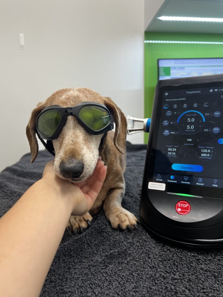 dachshund arthritis laser therapy case study boris