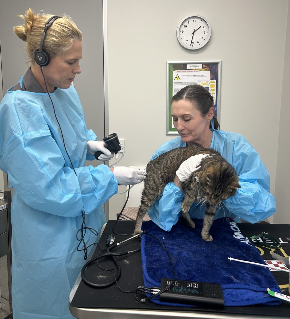 Dr Martine Perkins and Nurse Kylie performing a blood pressure check on a senior cat at The Village Vet.