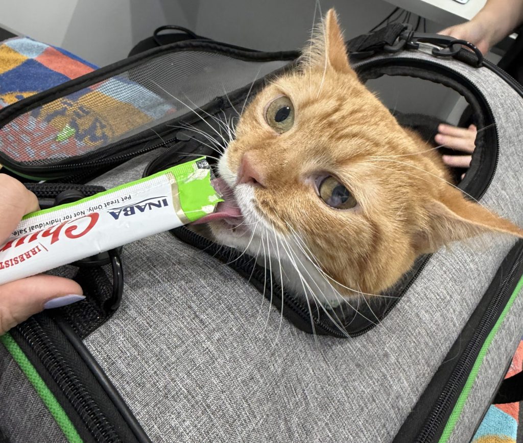 Calm cat enjoying treats while resting inside its carrier at The Village Vet.